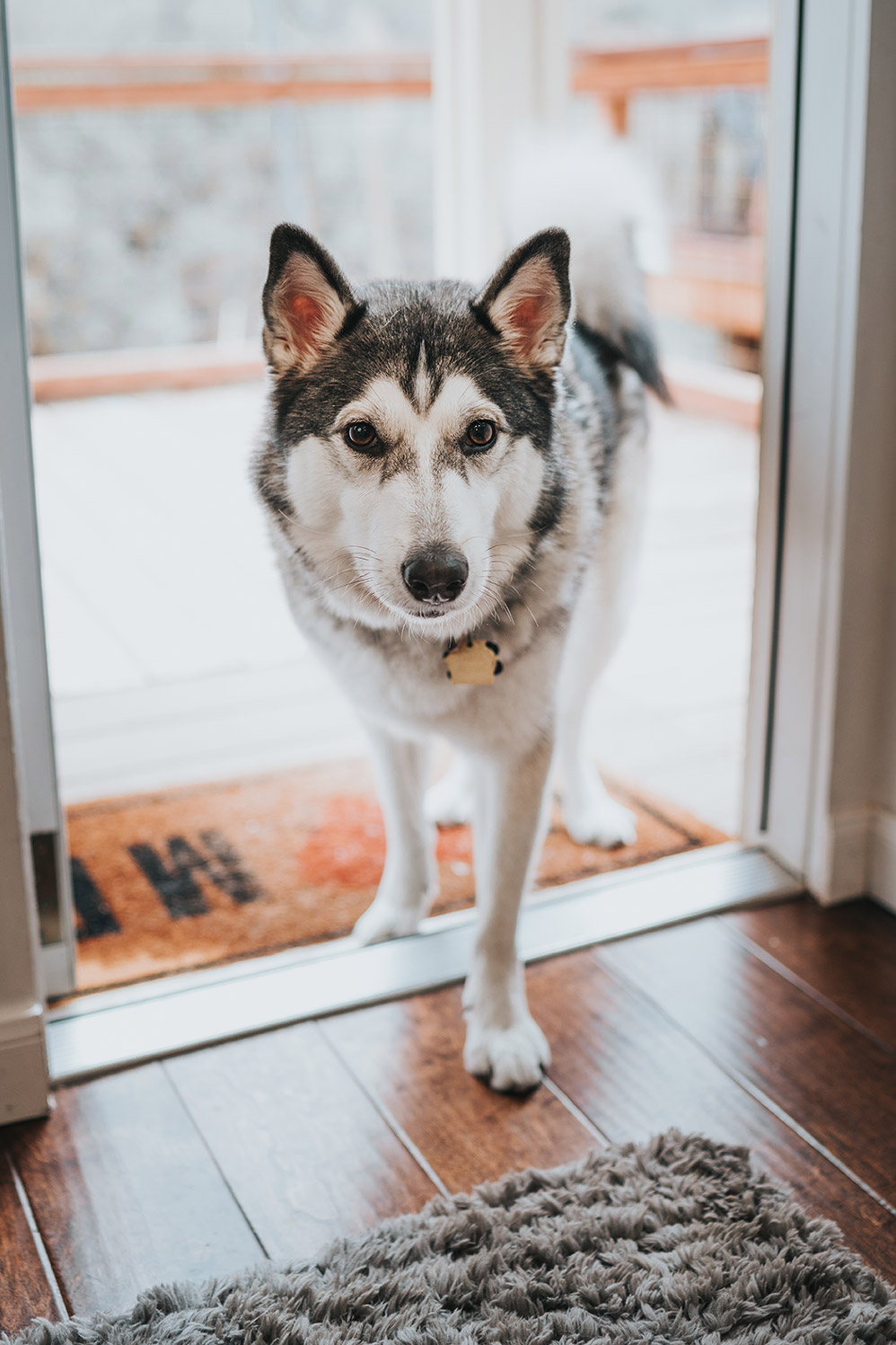 Tiny House Vacation Rental Sedona Arizona Husky Puppy