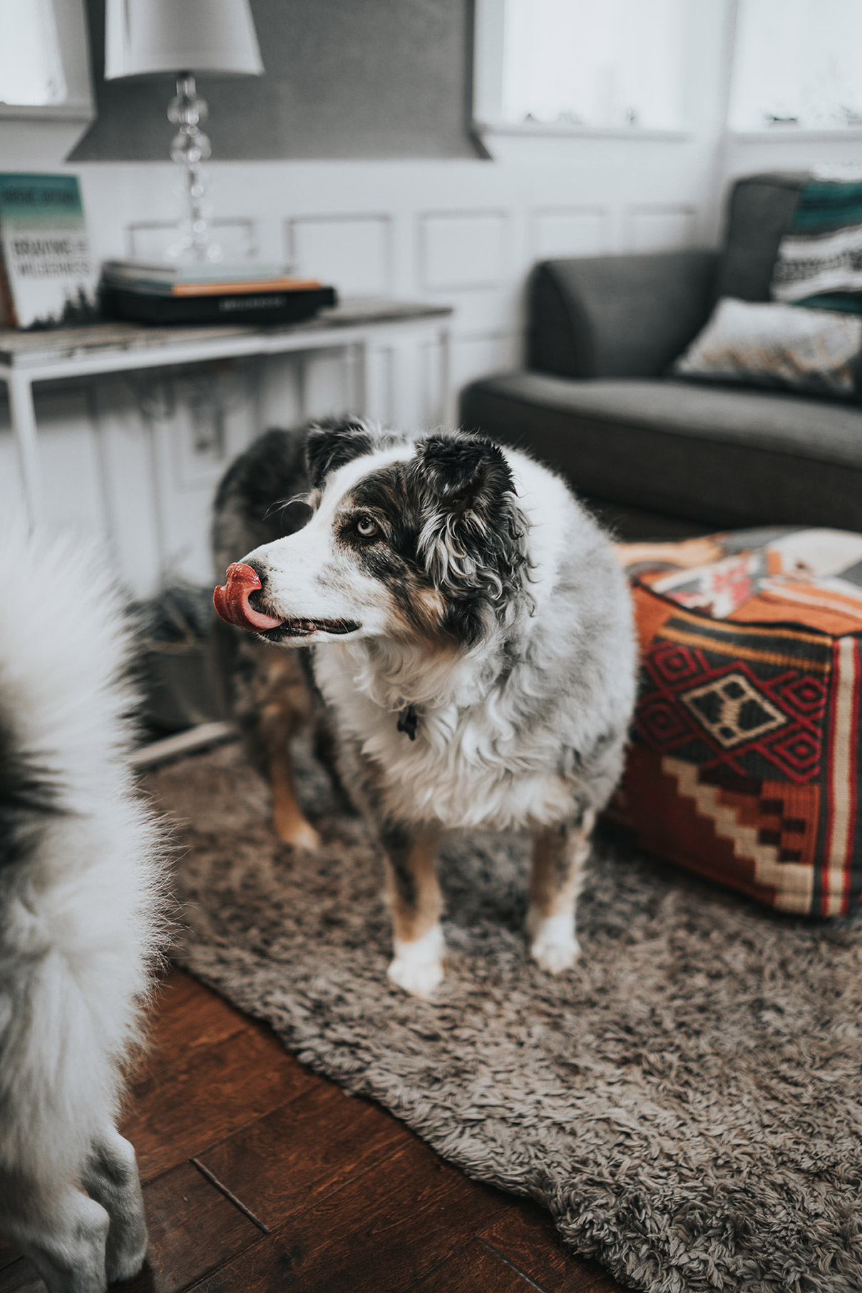 Tiny House Interior Design Vacation Rental Sedona Arizona Australian Shepard