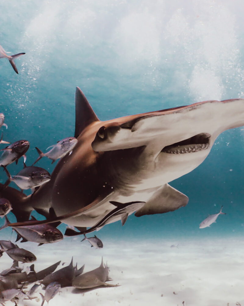 Bimini Bahamas Hammerhead Shark Dive