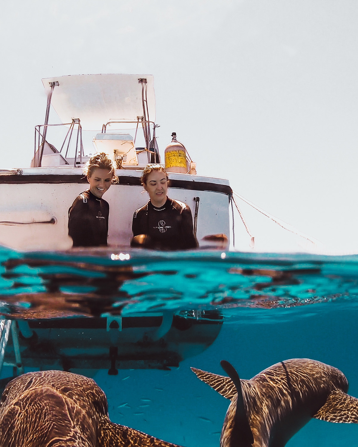 Shark Dive in Bimini Bahamas