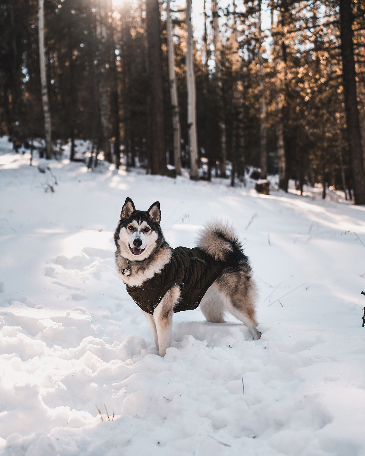 Husky at Flagstaff Arizona Cabin @_ashlee.ann_